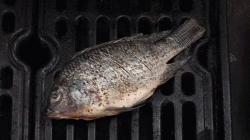 a piece of fish is sitting in an oven