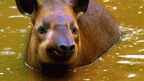the closeup of a hippopotamus in water