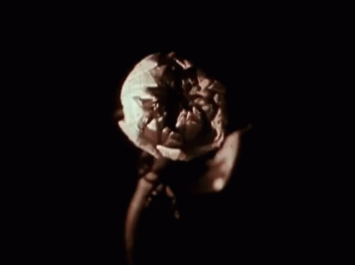 the image is taken in a dark room with only the flowers in it