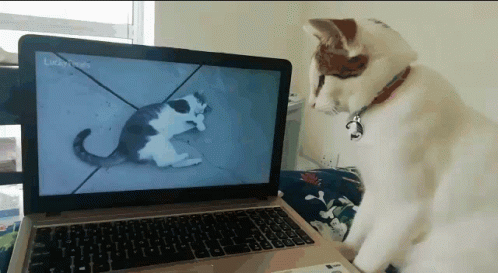 a cat sitting on the keyboard of a laptop looking at an old picture on it