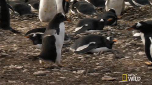 the large penguin is walking among small black and white birds
