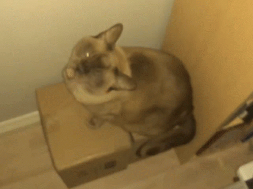 a gray cat sitting on top of a box