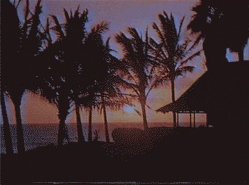 silhouetted palm trees and palm trees with water in background