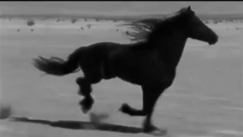 a black horse in motion running on the snow