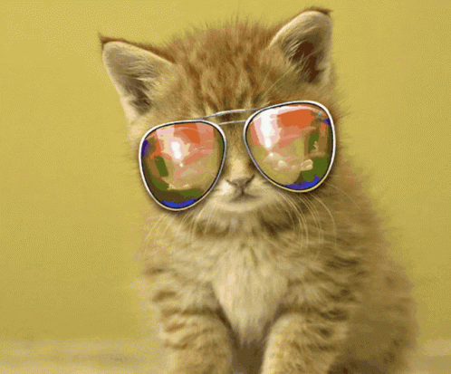 a little kitten with shades and reflection on it