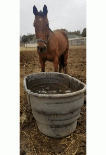 a horse is standing outside next to a water bucket