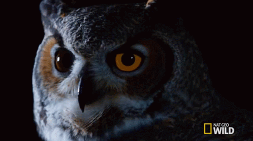 a large owl with large blue eyes is seen in a close up s