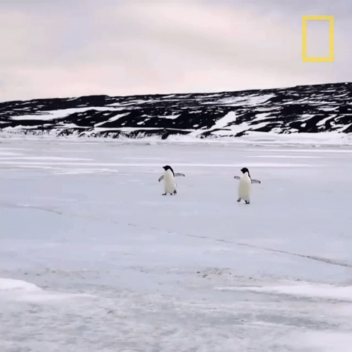 three birds walking along the snowy ground
