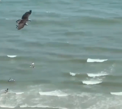birds flying low over a ocean with waves