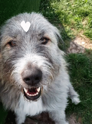 a dog with a white heart on its ear
