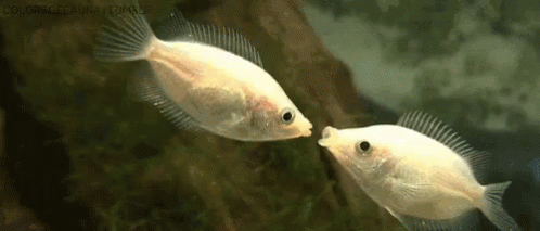 two white fish swimming by each other near a tree