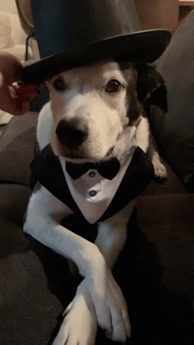 a dog wearing a tie and a hat