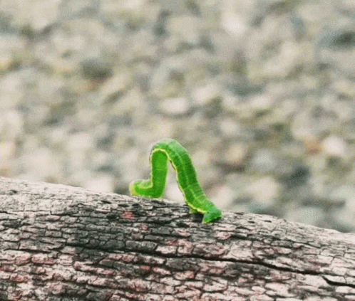 there is a green worm on top of a tree