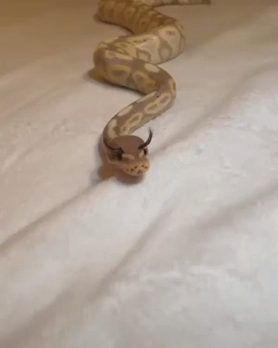 an image of a snake laying on the snow