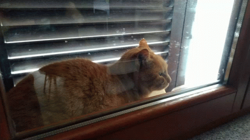 an animal looking at itself in a window