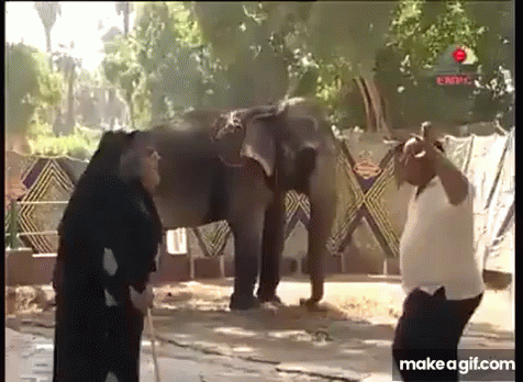 two men watching an elephant in a zoo