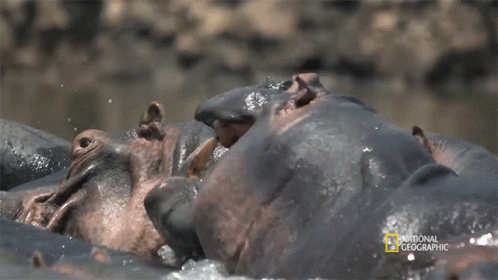hippos bathing in a pond in the sun