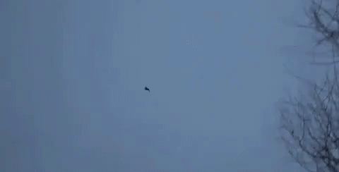 a lone bird flying in the foggy sky