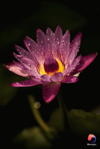 the beautiful water lily with drops of water are blooming