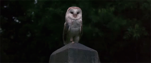 an owl standing on top of a rock near trees