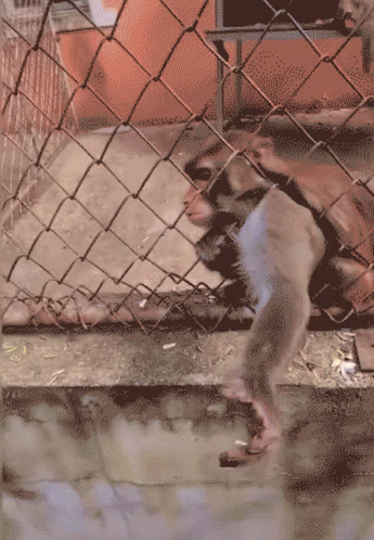 a dog in an indoor pen kicking at a soccer ball