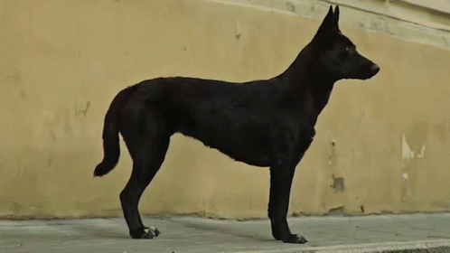 a black dog standing by the side of a wall