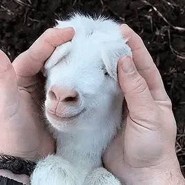 someone is holding the head of a small lamb