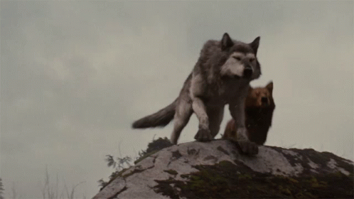 two furry animals standing on top of a mountain