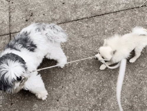 a cat and dog play together on the street