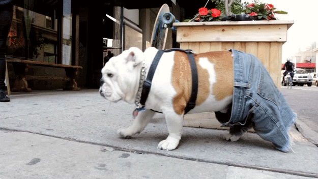 a dog is dressed up and walking on the street