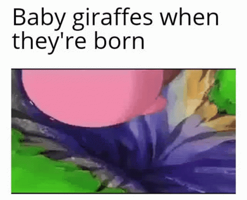a text card that reads baby giraffes when they're born