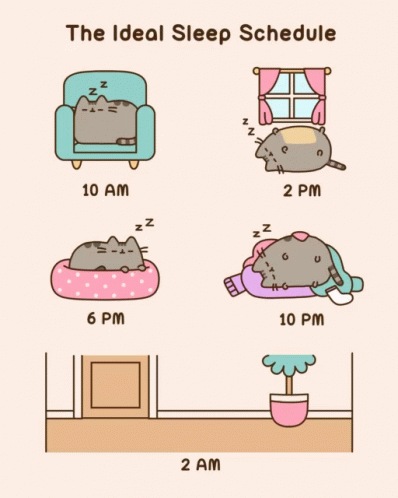 the ideal sleep schedule is for the cat