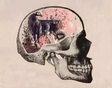 an artistic pograph of a skull holding a small object