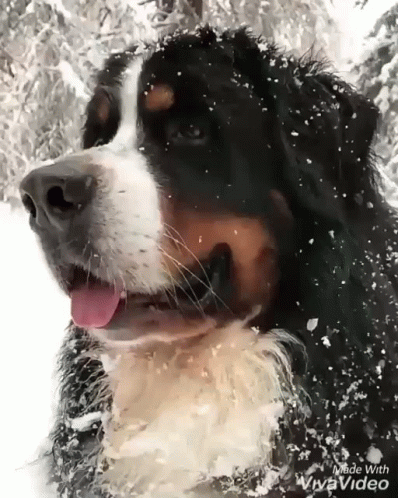 a black and white dog with his tongue hanging out is in the snow