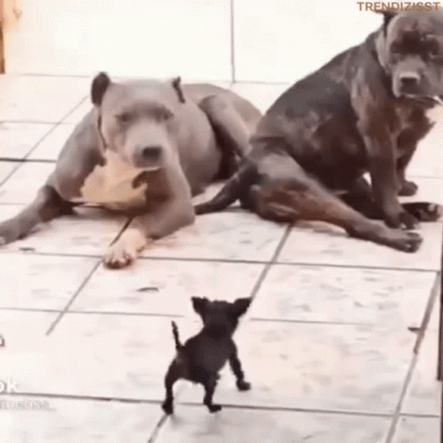 three dogs on the ground one is fighting and the other is chasing