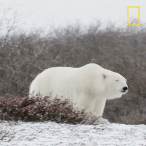 a polar bear is walking in the snow