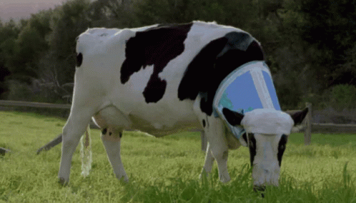 a mother cow and baby cow eat some grass