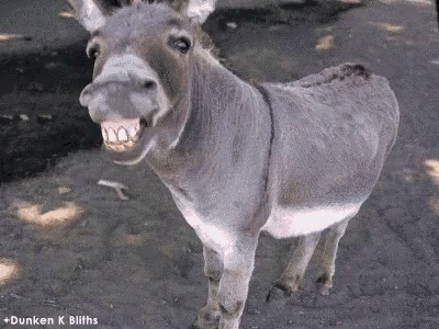 a donkey with open mouth on a road