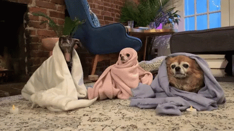 two dogs that are sitting under blankets
