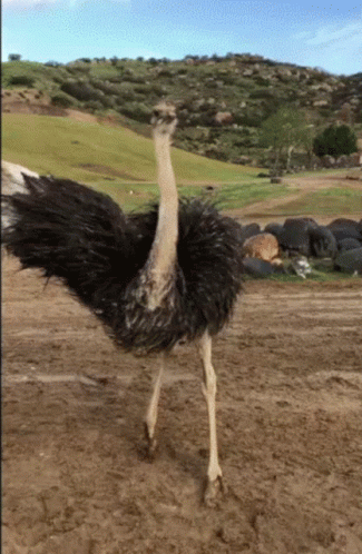 an ostrich standing in a sandy field with a hill in the background