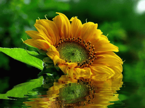 a flower with a reflection in a lake