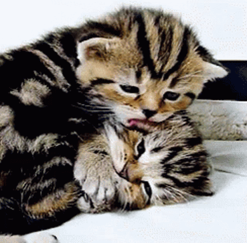 two kittens on the bed hugging each other