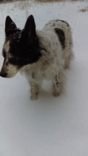 a little dog standing in the snow looking around