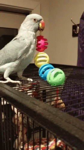 the bird is looking out at the toys that are sitting in it's cage