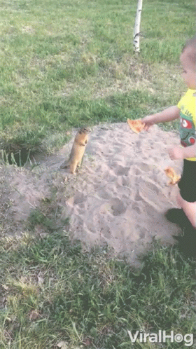 a little  plays in the sand while a cat looks on