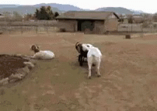 two goats laying down in the grass and one is on its back