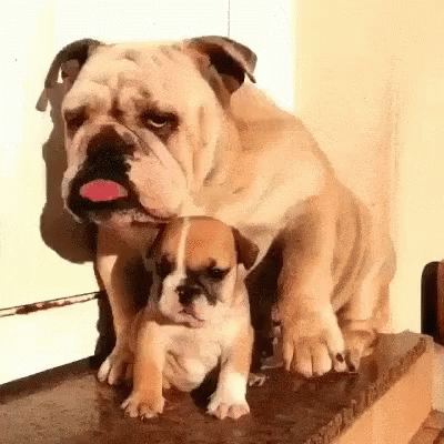 two dogs sitting on a step one is eating a pink item