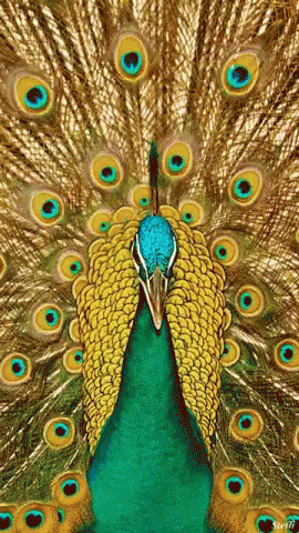 painting - blue and green peacock by carol batia