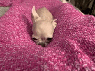 a small dog laying on top of a purple blanket