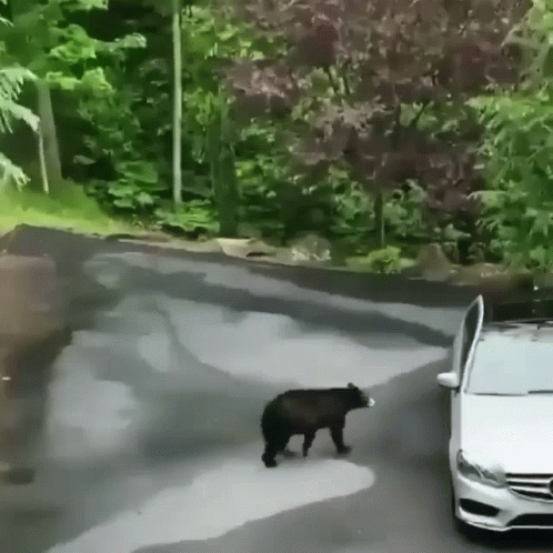 a black bear is walking across the street